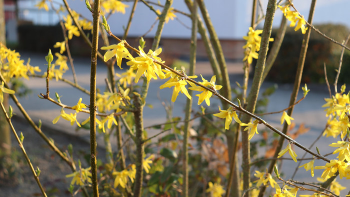 Zwei gelbe Blüten des Forsythienstrauches.