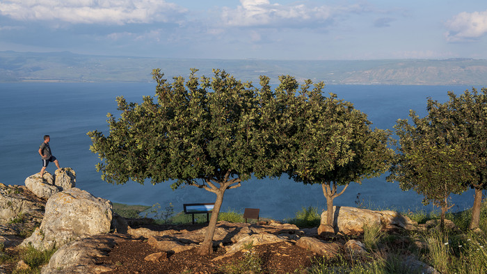 Blick vom Berg Abel auf den See Genezareth nahe Tiberias (Israel), im Vordergrund Bäume 