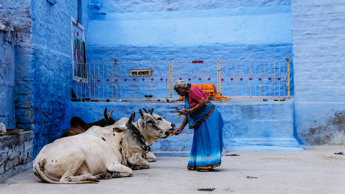 Hindufrau füttert heilige Kühe mit Brot