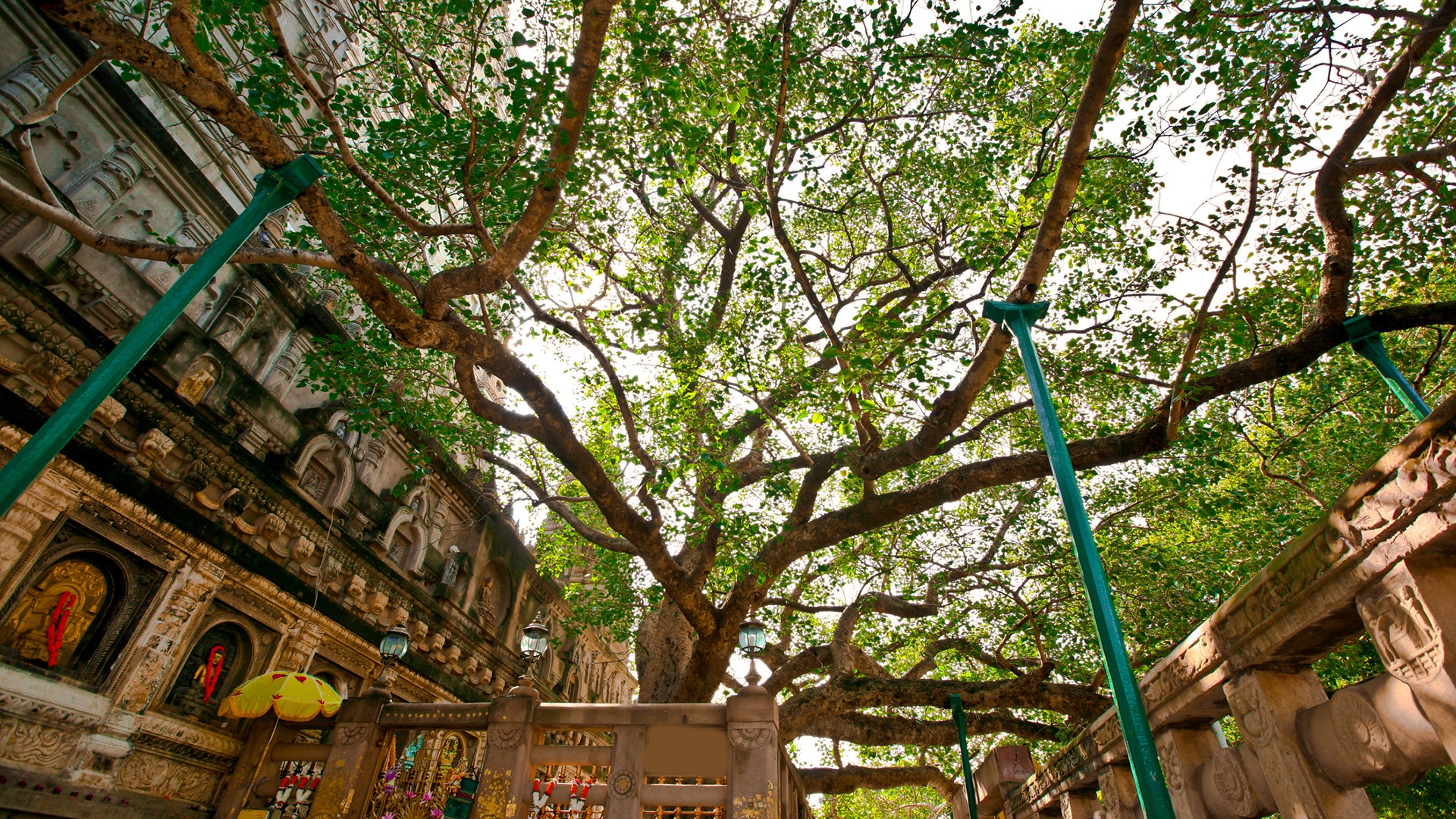 Mahabodhi-Baum in Bodhgaya 