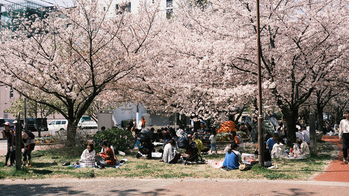 Japanerinnen und Japaner versammeln sich unter Kirschbäumen.