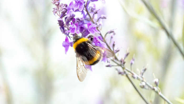 Biene fliegt an Blüte