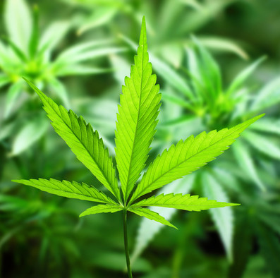 Ein grünes Cannabisblatt vor vielen Cannabispflanzen.