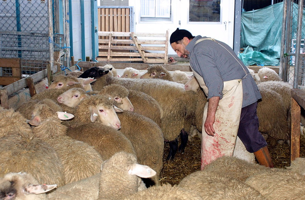 Ein Mann mit blutiger Schürze läuft in einem Stall voller Schafe