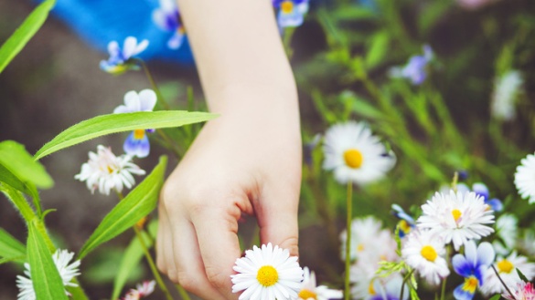 Eine Kinderhand pflückt auf einer Wiese mit Blumen ein Gänseblümchen.