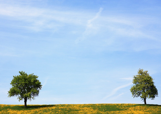 Ein Baum auf einer gelben Blumenwiese vor blauem Himmel.
