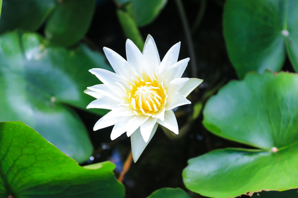 Eine weiße, geöffnete Lotusblüte.