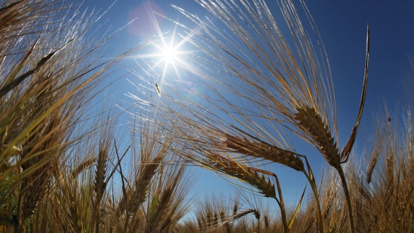 Getreideähren vor einem blauen Himmel mit strahlender Sonne