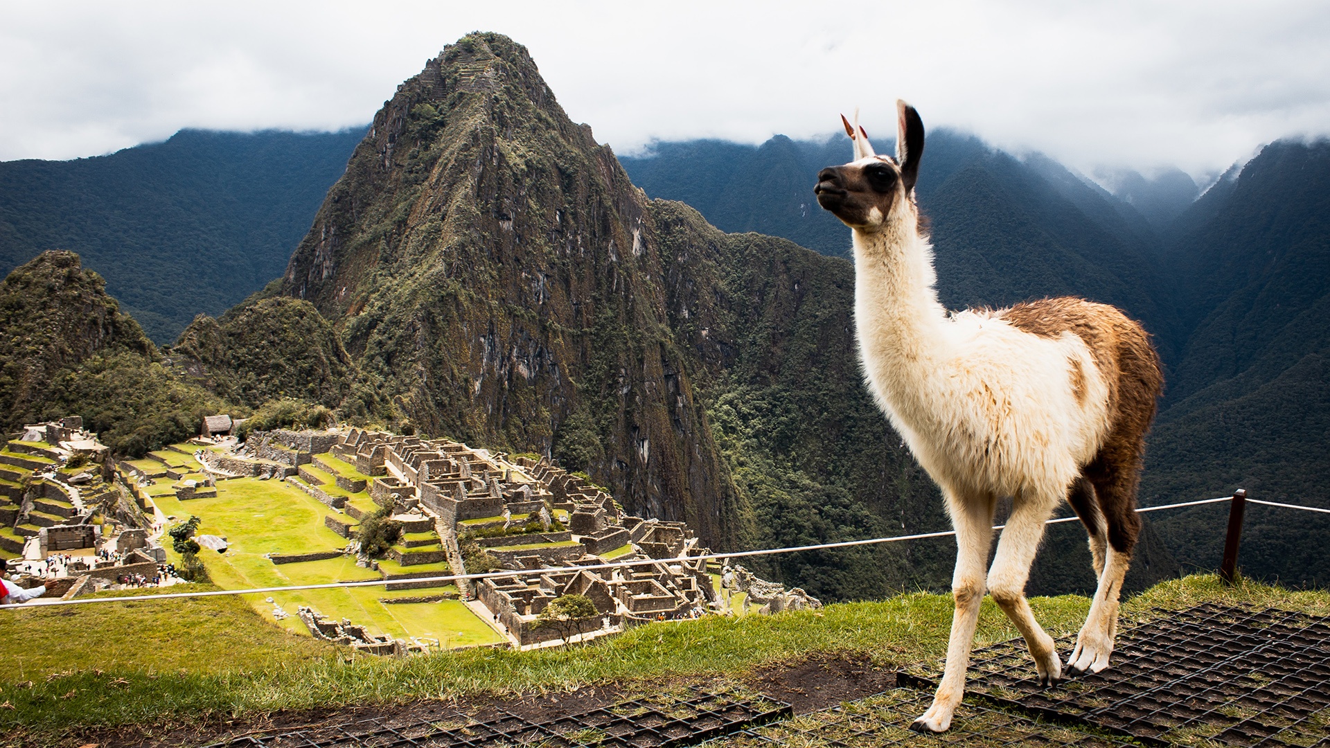 Alpaka auf dem Machu Picchu