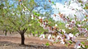 Knospende Bäume zeigen erste Blüten.