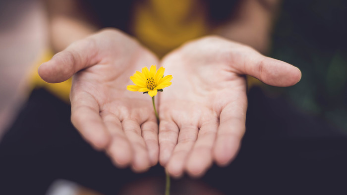 Zwischen zwei offen nach oben gehaltenen Händen ist eine kleine Blume mit gelber Blüte