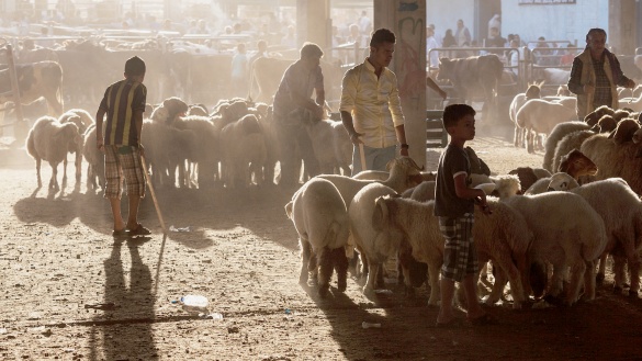 Schafe bei einer Auktion auf dem Viehmarkt