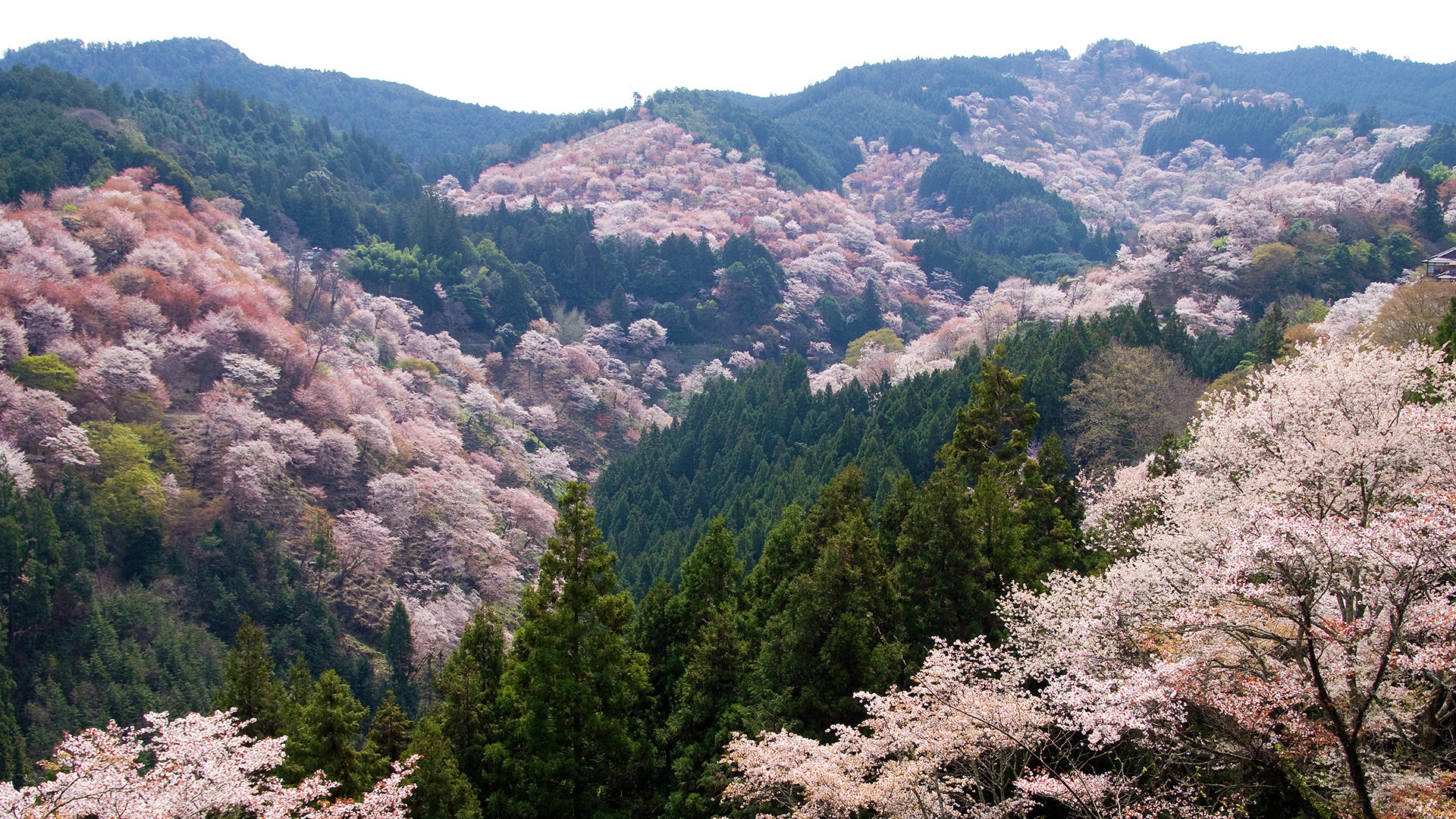 Yoshino umringt von roséfarbenen Kirschblüten