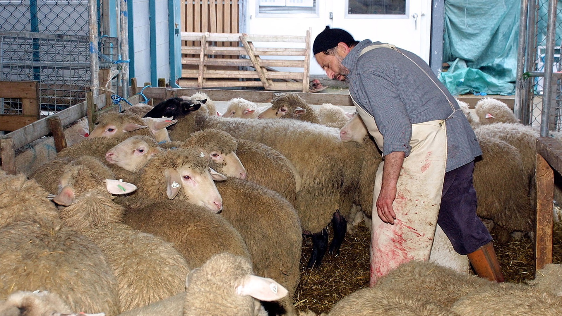Metzer umrundet von Schafen im Stall