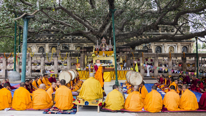 Tibetische Mönche feiern eine Zeremonie unter einem Pappel-Feigenbaum, dem Bodhi-Baum, unter dem der Buddha erleuchtet wurde