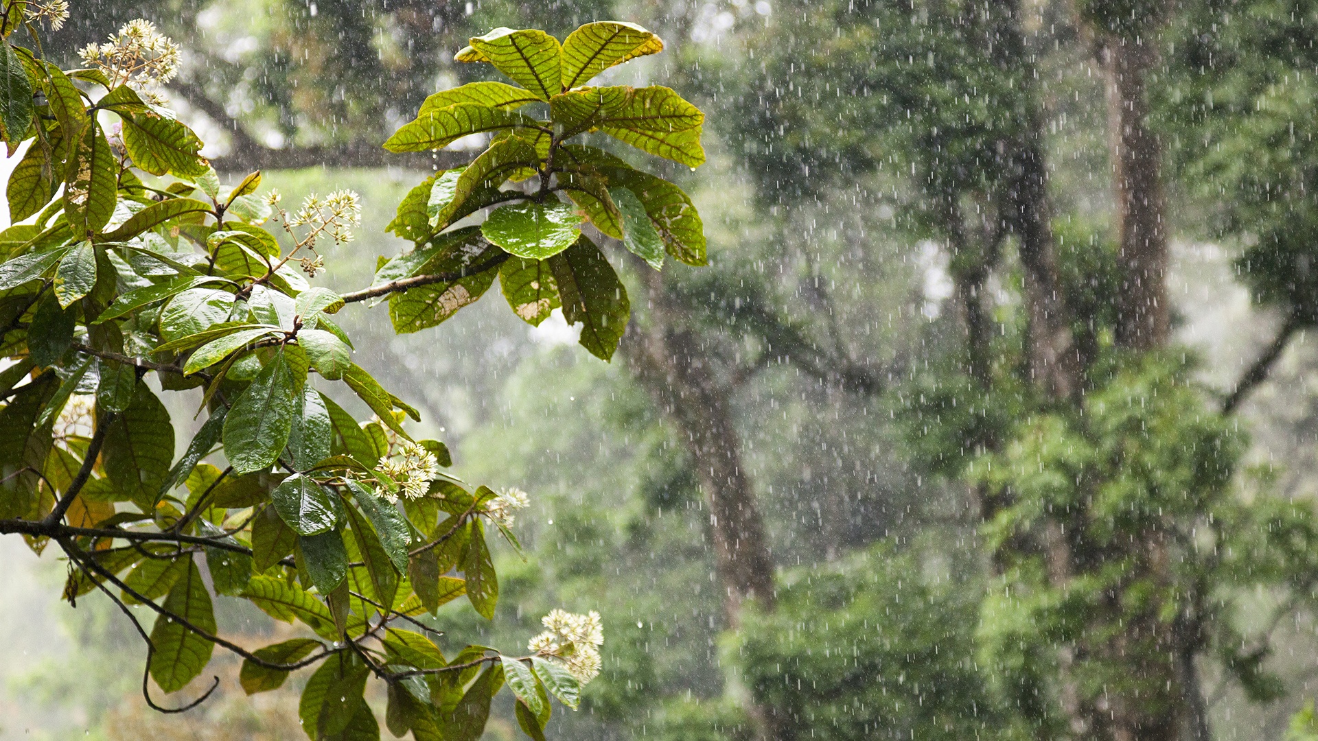Pflanzen in Indien im Regen