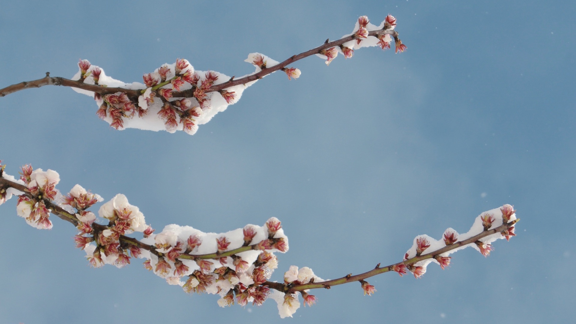 Zweige mit Blüten, die noch mit Schnee bedeckt sind