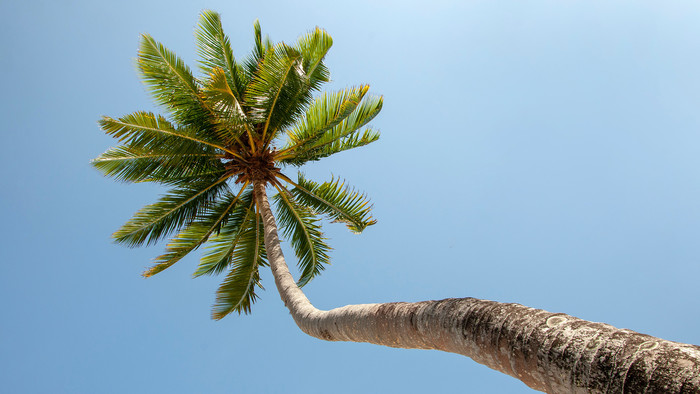 Blick von unten auf eine hohe Palme mit grünen Palmwedeln vor blauem Himmel