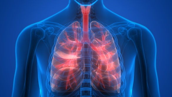 3-D-Darstellung der menschlichen Lunge.