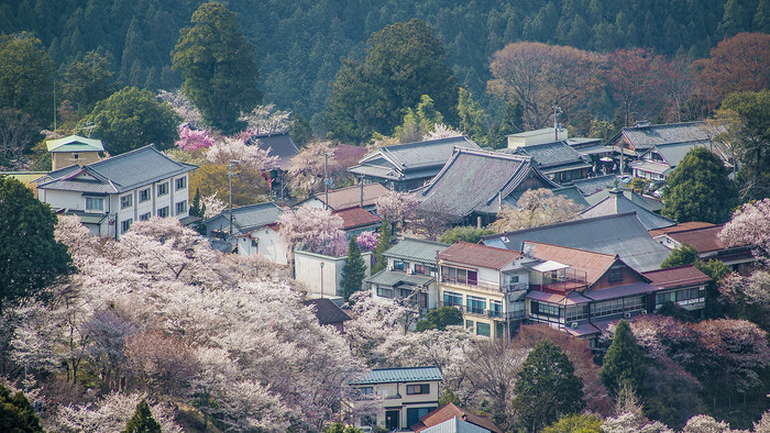 Blick auf japanische Dächer und Häuser in Yoshino, dazwischen weiß und rosa blühende Bäume, im Hintergrund größe grüne Bäume.