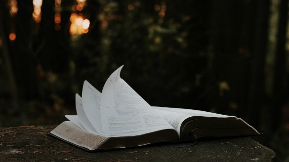 Aufgeschlagenes Buch mit fliegenden Seiten liegt auf einem Baumstumpf